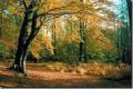 Herbstbild vom Darßer Wald